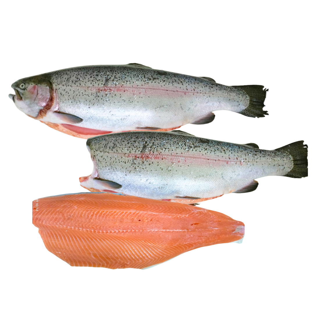 Pasific Salmon Fresh